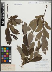 Foto von Salix appendiculata Vill.